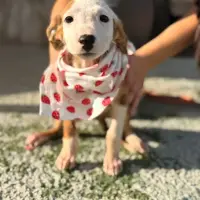 Adopta a Zambia