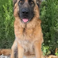 Adopta a Kora