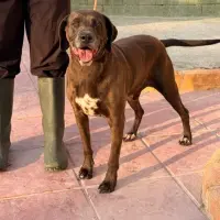 Adopta a Marley