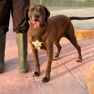 Marley