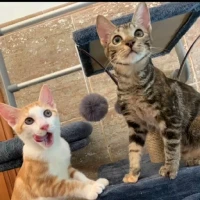 Adopta a Chía Y Dátil Mo