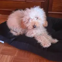 Adopta a Sasha