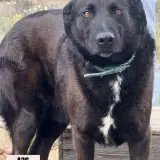 Adopta a Jusu
