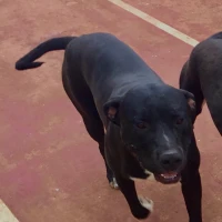 Adopta a Blacky