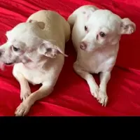 Adopta a Cloé Y Kiara