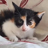 Adopta a Siena