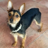 Adopta a Poppi