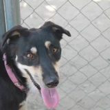 Adopta a Ringo