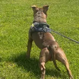 Adopta a Bruno