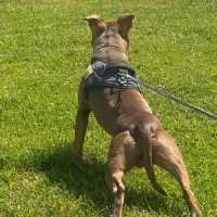 Adopta a Bruno