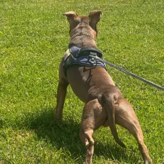 Bruno