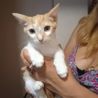 Adopta a Rubio