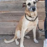Adopta a Dicam