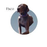 Adopta a Paco