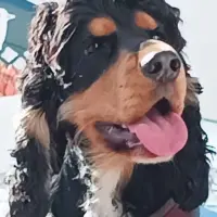 Adopta a Kiko