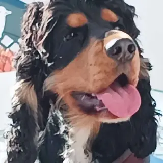 Kiko