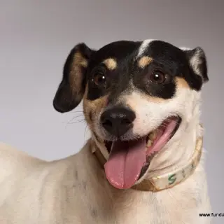 Otis