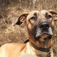 Adopta a Pepperoni
