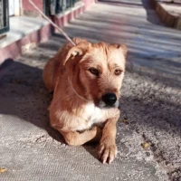 Adopta a Sally