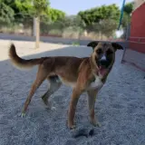 Adopta a Drogo