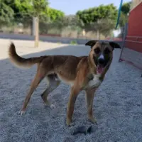 Adopta a Drogo