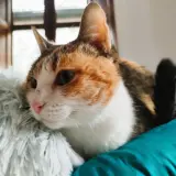 Adopta a Caterina