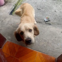 Adopta a Max
