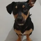 Adopta a Thor