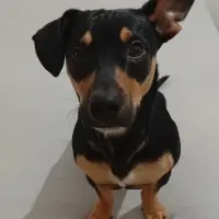 Adopta a Thor