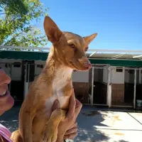 Adopta a Rubí Tlf (Whatsapp) 645978718