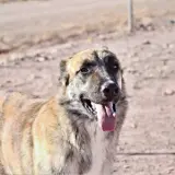 Adopta a Hornis