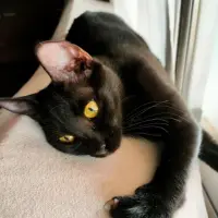 Adopta a Luna