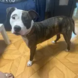 Adopta a Lola