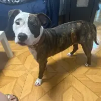 Adopta a Lola