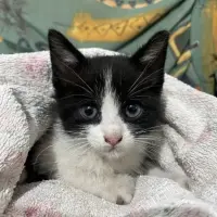 Adopta a Gatito