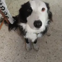 Adopta a Sora