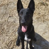 Adopta a Odin