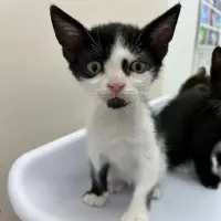Adopta a Lei