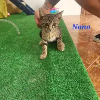Adopta a Nono -- Tlf 608 55 77 52