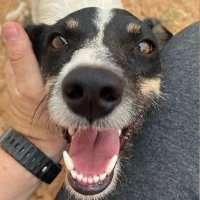 Adopta a Enrique