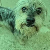 Adopta a Bowie