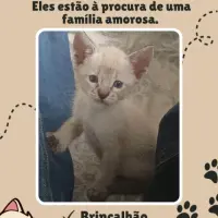 Adopta a Gatinhos