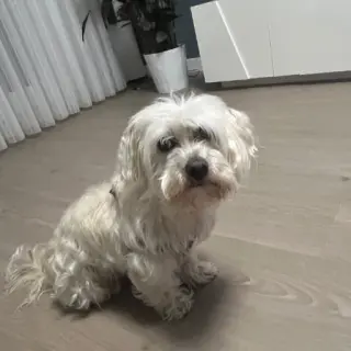 Bimbo