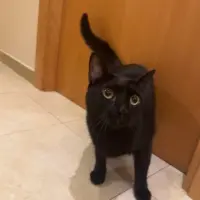 Adopta a Negra