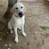 Adopta a Truco