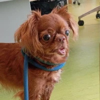 Adopta a Mulan