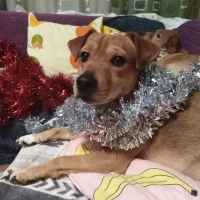 Adopta a Cora Georgeta Matei