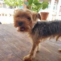 Adopta a Bruno