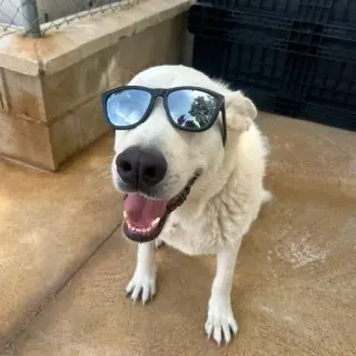 Oso --Cruce Labrador Tlf 645978718
