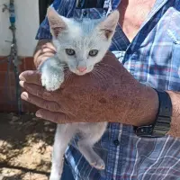 Adopta a Tin
